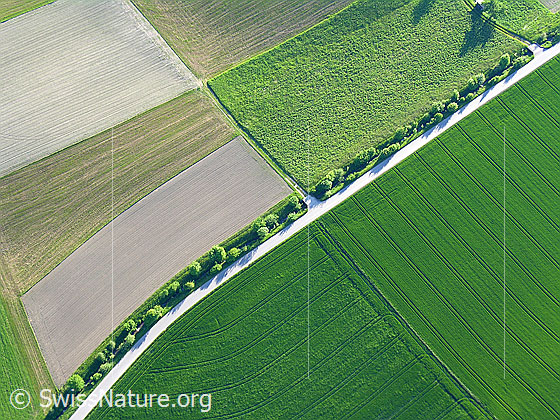 Foto: Luftaufnahme Felder, Äcker, Grünflächen und Hecke entlang eines Feldweges.