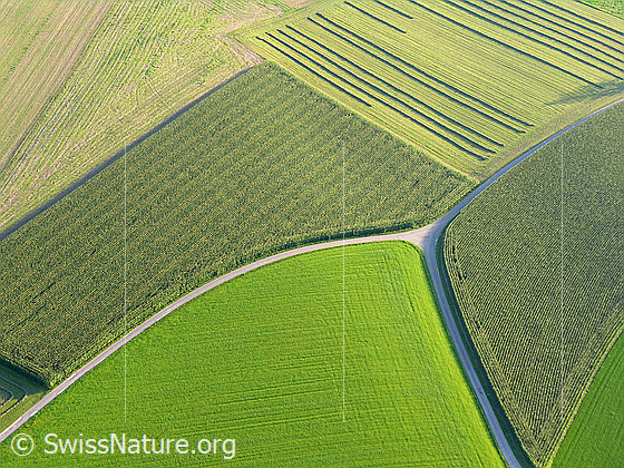 Foto: Luftaufnahme Anbauflächen und Feldweg mit Kreuzung.