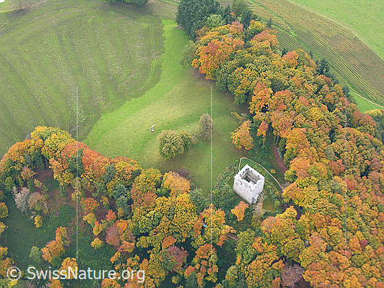 Foto: Herbstlandschaft um die Ruine Kastelen in Alberswil. Der Buchenwald um die Burg ist herbstlich gefärbt.