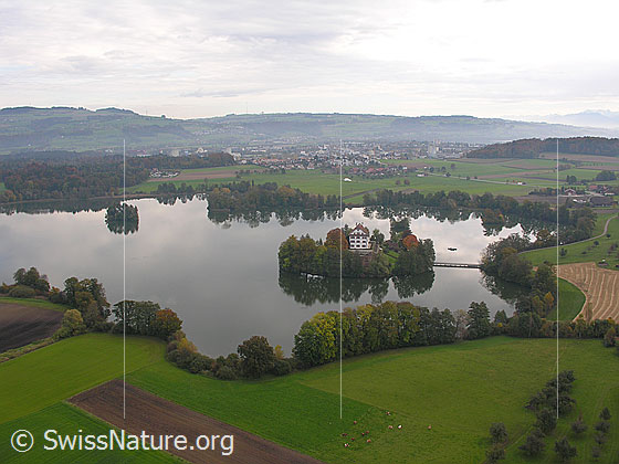 Foto: Mauensee und Herbstlandschaft im Luzerner Hinterland. Die Laubbäume dem Ufer entlang und auf der Insel mit Schloss sind herbstlich gefärbt und spiegeln sich im ruhigen Wasser. Der See ist von Feldern, Äckern und Grasflächen umgeben. Im Hintergrund ist das Siedlungsbiet von Sursee zu sehen.