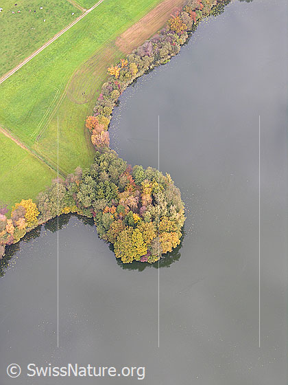Foto: Bewaldete Halbinsel und Ufer des Mauensee mit einem Saum Laubbäumen in den Herbstfarben.