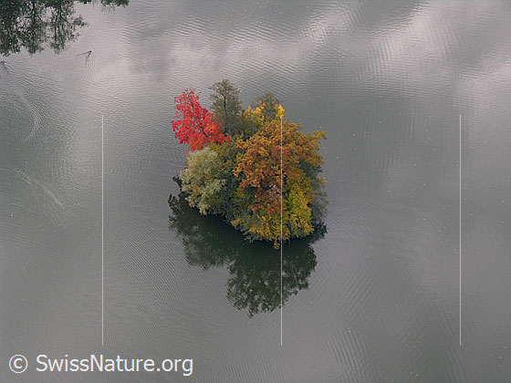Foto: Insel im Mauensee mit Laubbäumen in den Herbstfarben. Die Bäume spiegeln sich im Wasser.