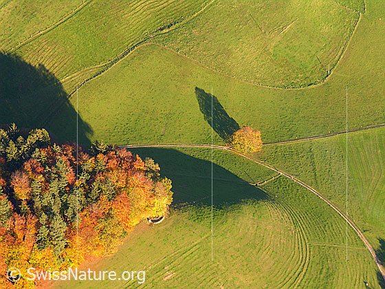 Foto: Luftaufnahme Herbstwald und Weideland. An der Verzweigung eines Feldweges steht ein herbstlich gefärbter Baum.