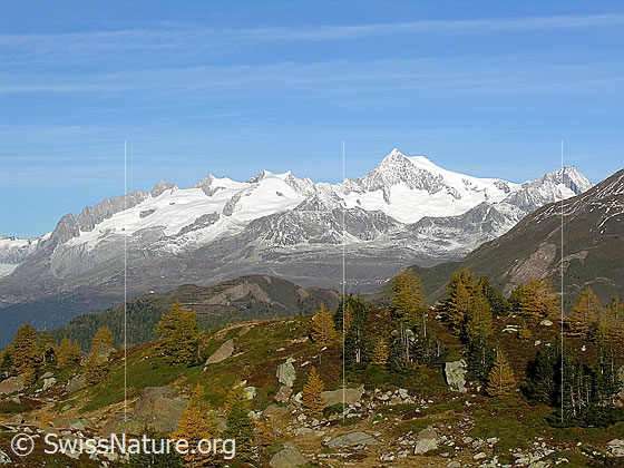 Foto: Oberhalb Mässersee. Blick Richtung Berner Alpen mit Gross Fusshorn, Rotstock, Geisshorn und Aletschhorn. Im Vordergrund herbstlich gefärbte Landschaft mit gelben Lärchen.