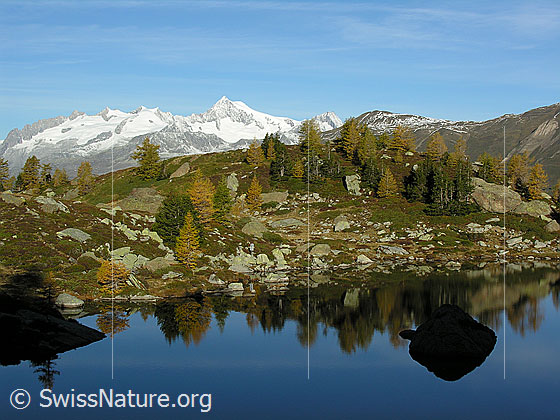 Foto: Blick über den Mässersee Richtung Berner Alpen mit Gross Fusshorn, Rotstock, Geisshorn und Aletschhorn. Im Vordergrund herbstlich gefärbte Landschaft mit gelben Lärchen und Spiegelung im Bergsee.