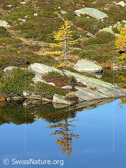 Foto: Spiegelung einer herbstlich gefärbte Lärche am Ufer des Mässersees.