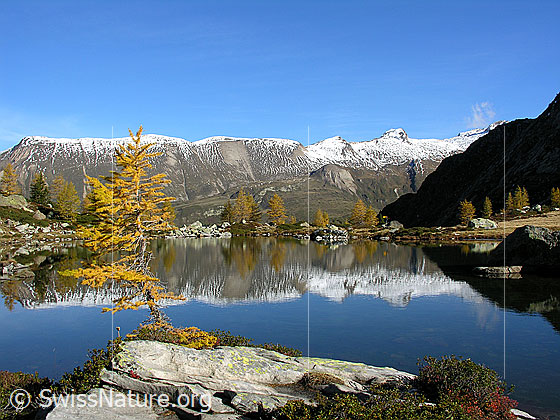 Foto: Spiegelung der herbstlichen Landschaft im Mässersee mit junger Lärche im Vordergrund. Im Hintergrund: Grosses Fülhorn und Holzjihorn.