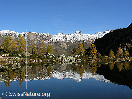 Foto: Spiegelung der herbstlichen Landschaft mit gelben Lärchen im Mässersee. Im Hintergrund ist das Holzjihorn zu sehen.