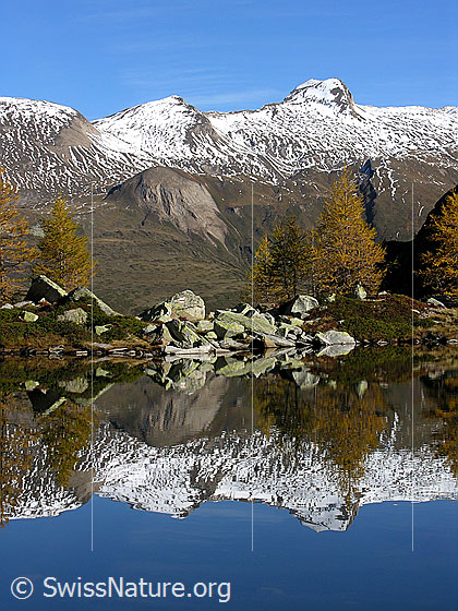 Foto: Spiegelung der herbstlichen Landschaft mit gelben Lärchen und Holzjihorn im Mässersee.