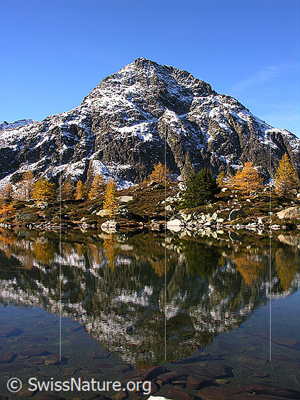 Foto: Spiegelung des Stockhorns mit herbstlich gefärbten Lärchen im Mässersee.