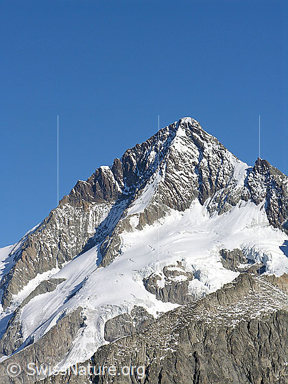 Foto: Aletschhorn von S (Sparrhorn). 
Gut zu sehen ist die Südwestrippe, über welche die Normalroute von der Oberaletschhütte führt. Davor der Oberaletschgletscher.