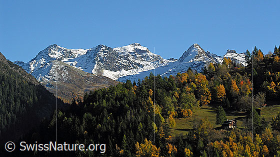 Foto: Herbstlandschaft mit Wald, den Alphütten von Schärtegga und verschneiten Berggipfeln (Schwarzhorn, Scherbadung).