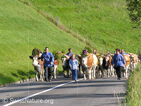 Foto: Älpler mit Kuhherde bei Alpabfahrt im Emmental.
