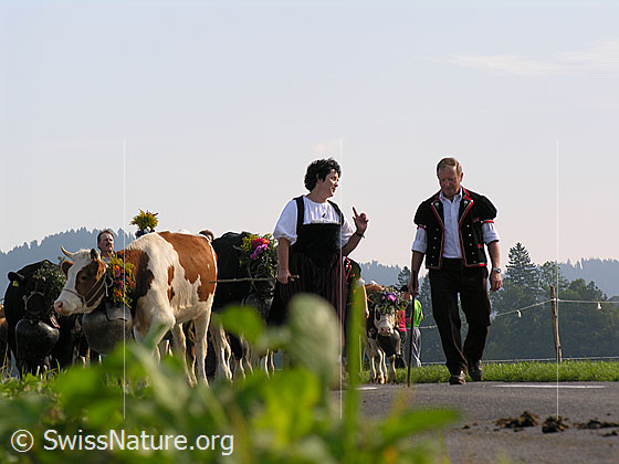 Foto: Sennen mit Kühen bei Alpabfahrt im Emmental.