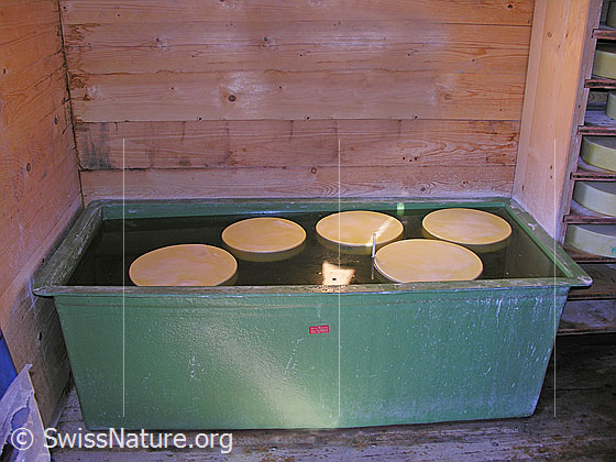 Foto: Bergkäse im Salzbad in einer Alpkäserei.