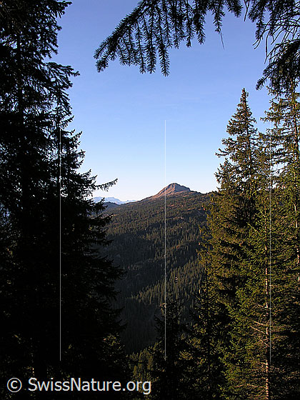 Foto: Im Aufstieg zum Trogenhorn. Blick über grosse Waldflächen zum Gemmenalphorn.