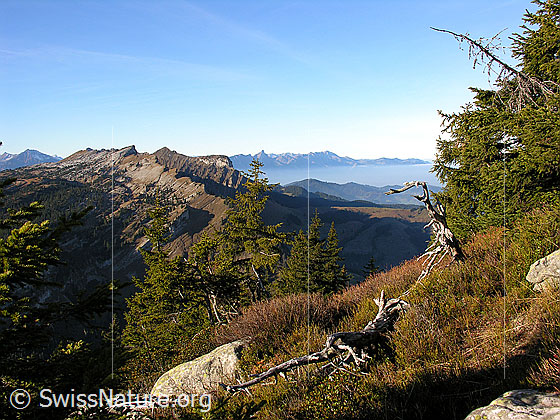 Foto: Im Aufstieg in herbstlicher Landschaft zum Trogenhorn. Blick auf die Sieben Hengste und den Sigriswilergrat. Im Hintergrund ist die Stockhornkette und ein Nebelmeer zu sehen.