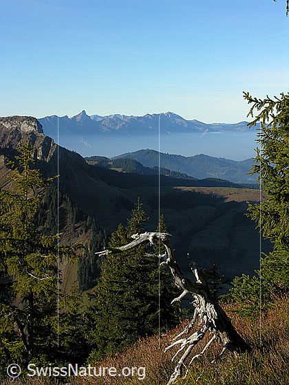 Foto: Im Aufstieg in herbstlicher Landschaft zum Trogenhorn. Im Hintergrund: Stockhornkette mit Nebelmeer. Im Vordergrund: abgestorbener Baum.