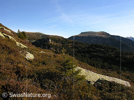 Foto: Herbstlich gefärbte Pflanzen mit Felsblöcken durchsetzt am Trogenhorn. Im Hintergrund: Steinigi Matte.