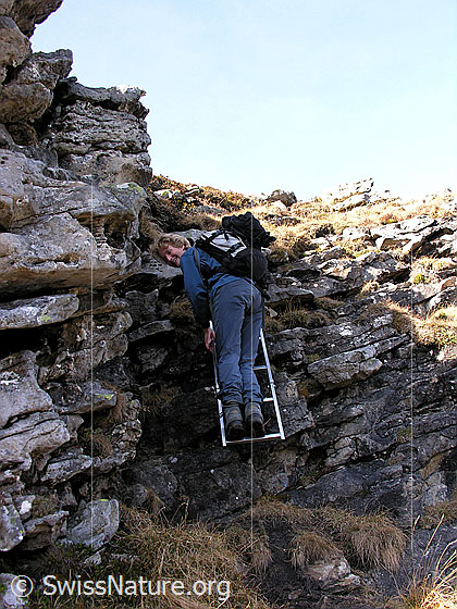 Foto: Bergsteigerin im Abstieg vom Trogenhorn. Der Bergweg führt über eine kleine Felsstufe, welche mit einer Leiter versehen wurde.