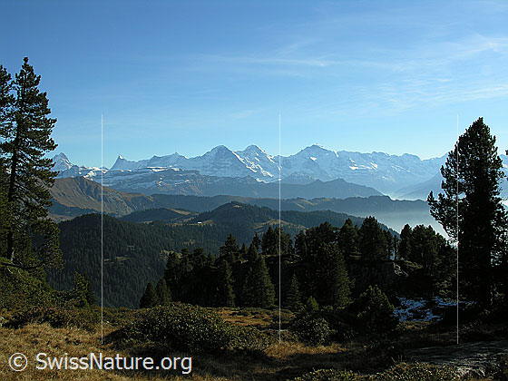 Foto: Im Abstieg vom Hohgant West durch herbstliche Landschaft und lichten Wald. Blick auf die Berner Alpen mit Eiger, Mönch und Jungfrau.
