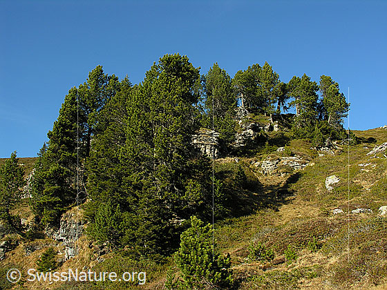 Foto: Im Abstieg vom Hohgant West durch lichten Föhrenwald.