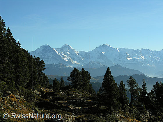 Foto: Im Abstieg vom Hohgant West durch herbstliche Landschaft und lichten Wald. Blick auf die Berner Alpen mit Eiger, Mönch und Jungfrau.