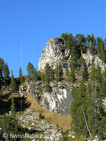 Foto: Im Abstieg vom Hohgant West durch lichten Bergwald mit Felsköpfen und Felsstufen.