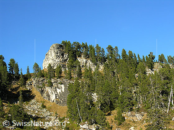 Foto: Im Abstieg vom Hohgant West durch lichten Bergwald mit Felsköpfen und Felsstufen.
