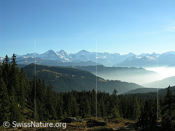Foto: Blick von der herbstlichen Trogenalp über Wälder und Nebelmeer zu den Berner Alpen mit Eiger, Mönch und Jungfrau.
