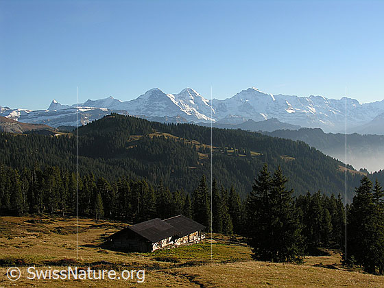 Foto: Blick von der Trogenalp über grosse Waldflächen zu den Berner Alpen mit Eiger, Mönch und Jungfrau.