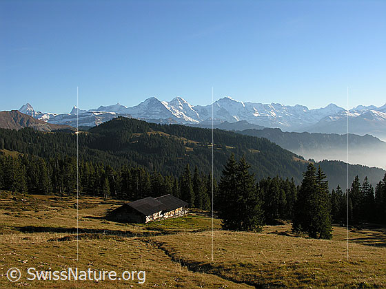 Foto: Blick von den Berner Voralpen über grosse Waldflächen zu den Berner Alpen mit Eiger, Mönch und Jungfrau.