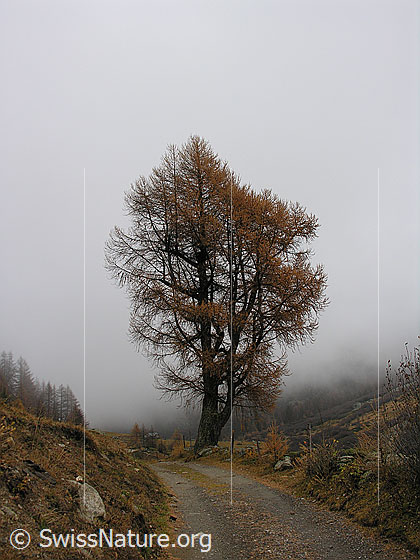 Foto: Unterwegs im Herbst bei trübem Wetter und Nebel. Eine Lärche in herbstlicher Farbe steht am Wanderweg Richtung Freichi.