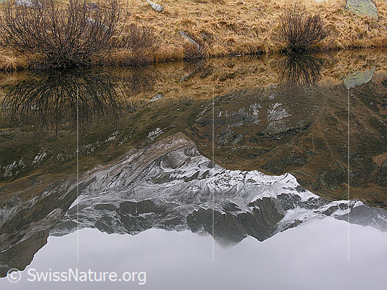 Foto: Spiegelung des herbstlich gefärbten Ufers und leicht verschneiten Turbhorns im spiegelglatten Halsesee. Die Konturen des Geländes sind gut sichtbar.