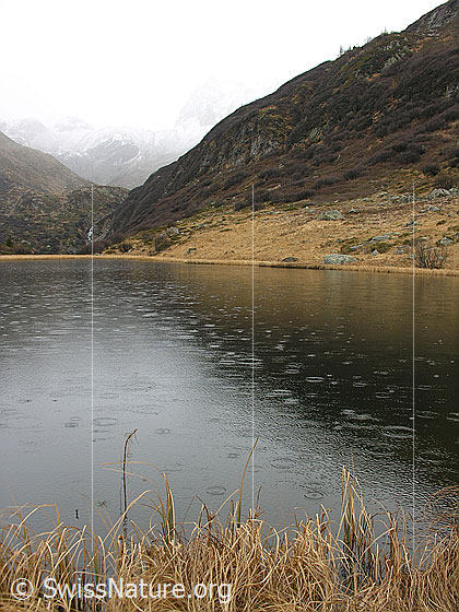 Foto: Halsesee im Herbst bei trübem Wetter und Regen. Das Gras am Ufer ist herbstlich gefärbt.