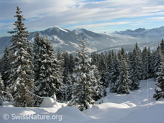 Foto: Bergwald in der Schrattenfluh mit Licht und Schatten auf verschneiten Tannen. Im Hintergrund Hagleren und Nünalpstock.