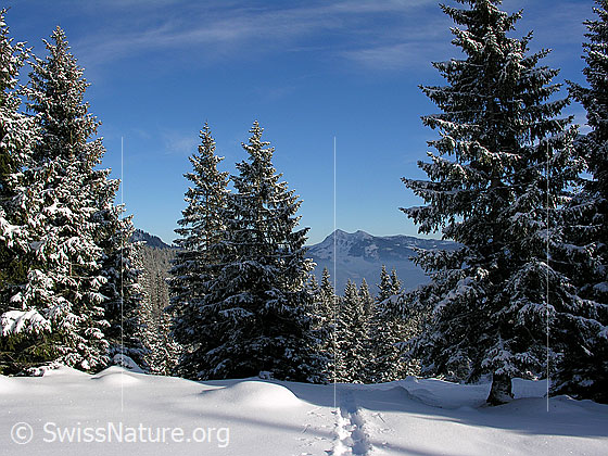 Foto: Schneeschuhspur in Winterlandschaft in der Schrattenfluh. Blick zwischen verschneiten Tannen hindurch zum Fürstein.
