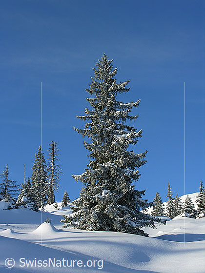 Foto: Verschneite, mächtige Tanne in unberührter Winterlandschaft mit Licht und Schatten in der Schrattenfluh.