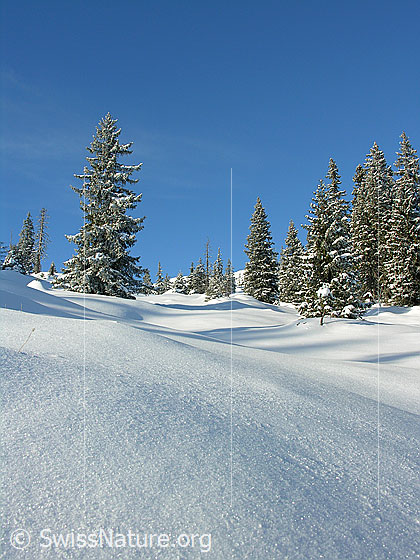 Foto: Unberührte Winterlandschaft in der Schrattenfluh mit schneebedeckter Alpweide und Bergwald mit verschneiten Tannen.