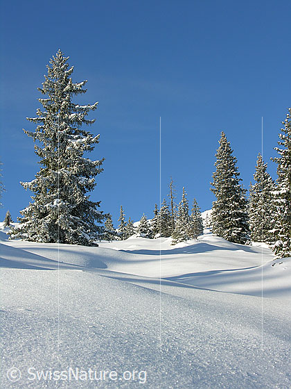 Foto: Unberührte Winterlandschaft in der Schrattenfluh mit schneebedeckter Alpweide und Bergwald mit verschneiten Tannen.