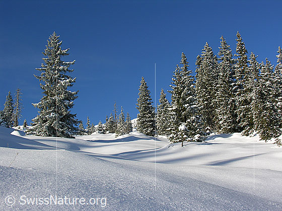 Foto: Unberührte Winterlandschaft in der Schrattenfluh mit schneebedeckter Alpweide und Bergwald mit verschneiten Tannen.