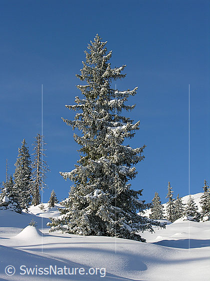 Foto: Verschneite, mächtige Tanne in unberührter Winterlandschaft mit Licht und Schatten in der Schrattenfluh.