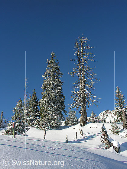 Foto: Winterlandschaft in der Schrattenfluh mit schneebedeckter Alpweide mit Zaun und Bergwald mit verschneiten Tannen.