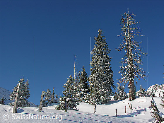 Foto: Winterlandschaft in der Schrattenfluh mit schneebedeckter Alpweide mit Zaun und Bergwald mit verschneiten Tannen.