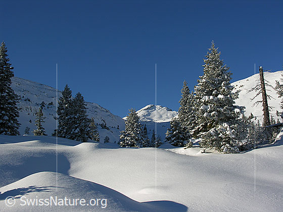 Foto: Im Aufstieg zum Böli. Blick über schneebedeckte, unberührte Winterlandschaft mit verschneiten Tannen. Im Hintergrund der Schibengütsch (Schrattenfluh).