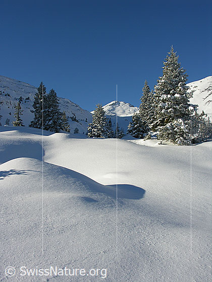 Foto: Im Aufstieg zum Böli. Blick über schneebedeckte, unberührte Winterlandschaft mit verschneiten Tannen. Im Hintergrund der Schibengütsch (Schrattenfluh).