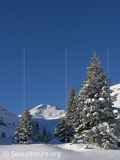 Foto: Im Aufstieg zum Böli. Blick über schneebedeckte, unberührte Winterlandschaft mit verschneiten Tannen. Im Hintergrund der Schibengütsch.