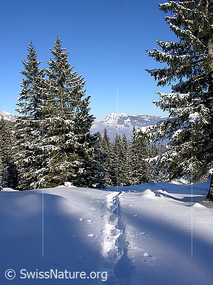 Foto: Schneeschuhspur in Winterlandschaft in der Schrattenfluh. Blick zwischen verschneiten Tannen hindurch zum Fürstein.