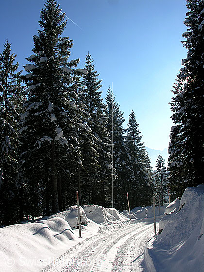 Foto: Schneebedeckter Fahrweg durch verschneiten Bergwald unterhalb der Schrattenfluh.