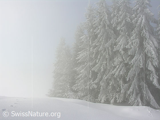Foto: Unberührte Winterlandschaft bei Nebel auf dem Rämisgummen, Eggiwil, mit tief verschneitem Tannenwald und Wildspur.